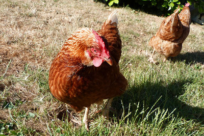 Chickens in shared courtyard garden at Lackford Lakes Barns