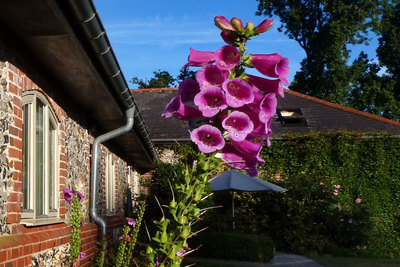 Flowers in Lackford Lakes Barns shared courtyard garden